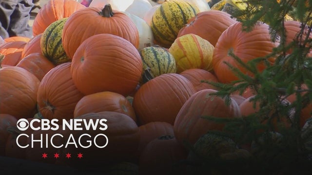 Popular Chicago area pumpkin farm might be linked to 5 cases of E. coli