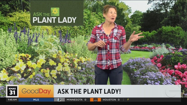 The Plant Lady 9am Pt. 2