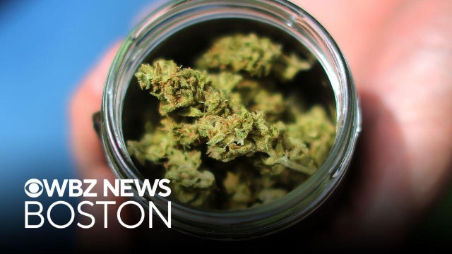 Should Massachusetts repeal law legalizing marijuana? Voters will decide on Election Day.