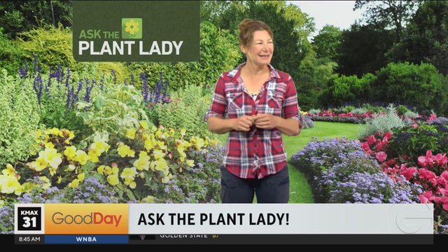 The Plant Lady (part 2), 8am