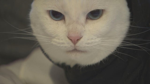 hughes-11pm-pkg-cats-shot-10-24-2026-frame-1095.jpg 