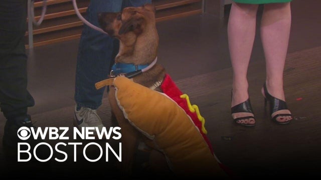 Two dogs, including one in hot dog costume, up for adoption in Massachusetts