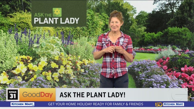 The Plant Lady, 8am (part 1) 10-25-2026