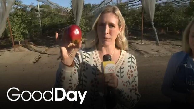 Getting a taste of the Mod&igrave; Apple!