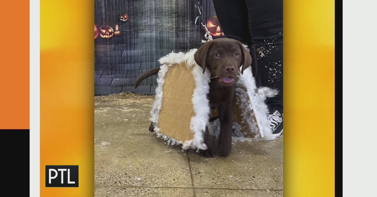 More Halloween pet pics! - CBS Pittsburgh