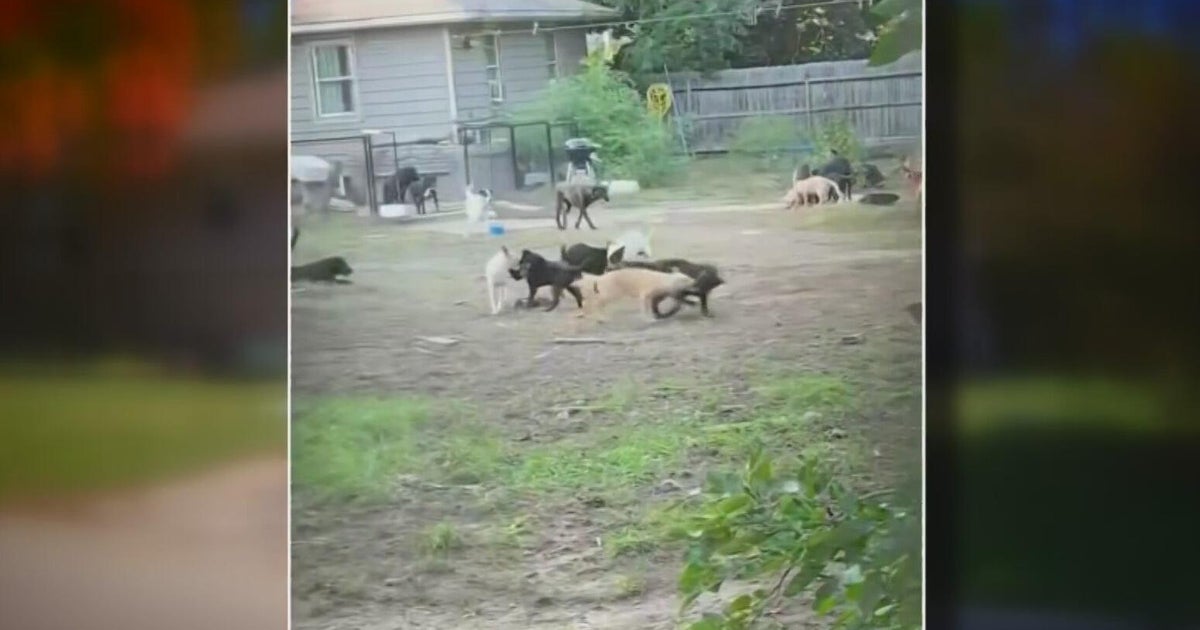 Village of Lemont looking into ordinance after 76 dogs rescued from ...