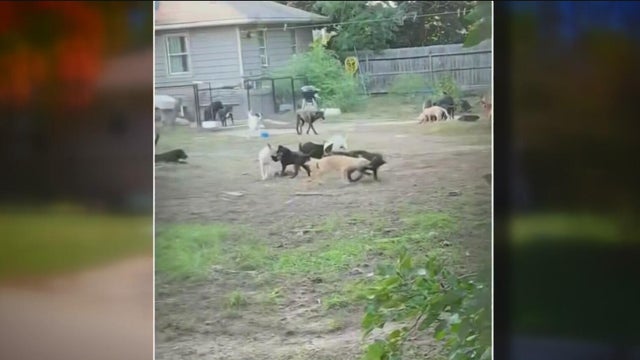 Lemont Dogs Rescued 
