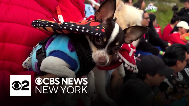 Chihuahuas dress up for Day of the Dead celebration in Mexico City