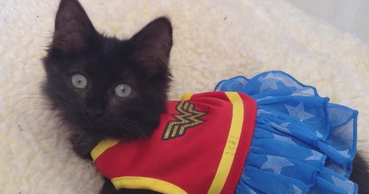 Protecting your pets this Halloween