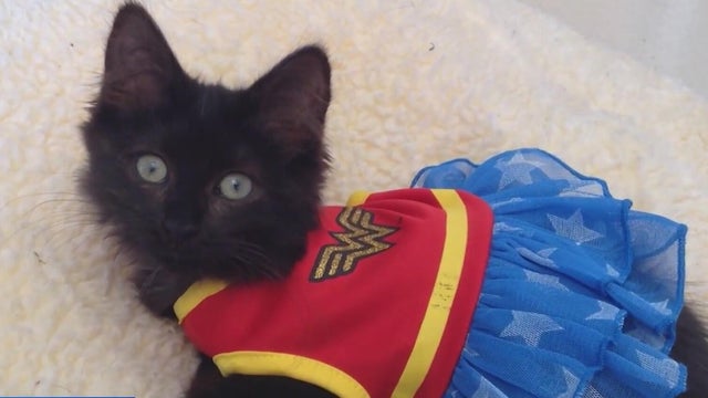 Protecting your pets this Halloween