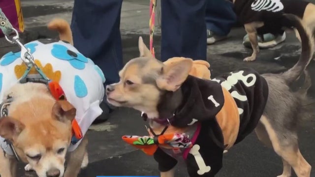 Mexico City pet owners celebrate Day of the Dead
