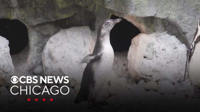 Newborn penguin Robin makes her public debut at Brookfield Zoo