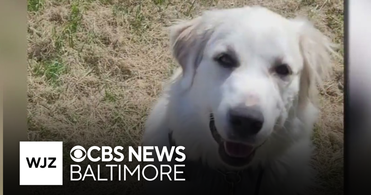 Howard County family's barking dog sparks ongoing legal battle - CBS ...