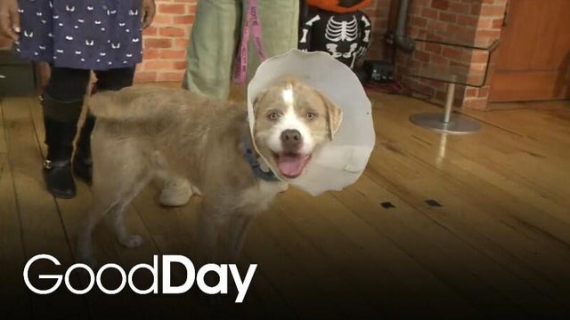 This adorable dog is looking for his forever home! | Pet of the Week