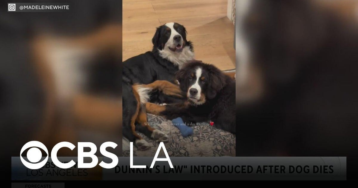 New proposed “Dunkin’s Law” seeks to hold negligent pet boarding facilities resp...