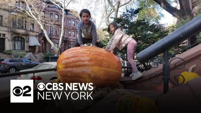 A giant pumpkin in Brooklyn you have to see to believe