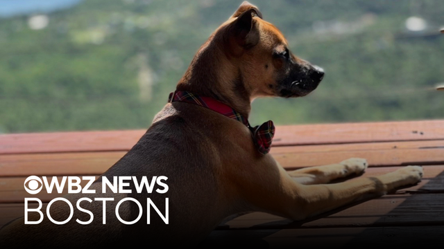Police search for driver in hit-and-run that killed dog in Manchester-by-the-Sea