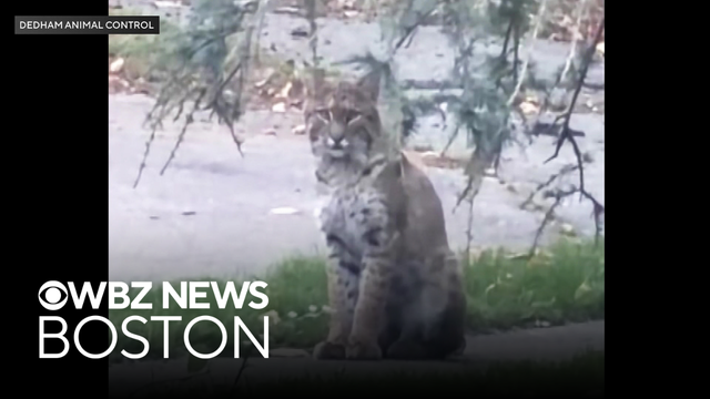 Dedham residents warned after bobcat sighting