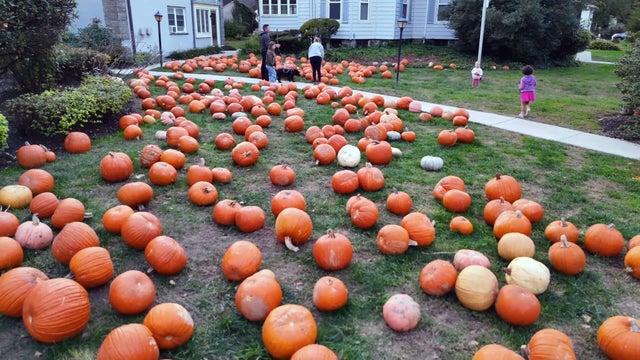 ridley-church-pumpkin-patch.jpg 