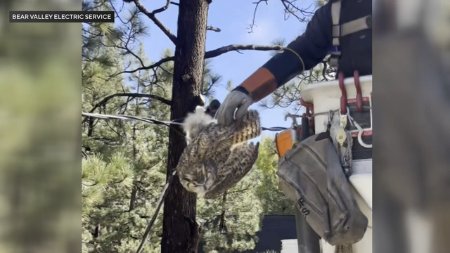 big-bear-owl-rescued-in-electrical-wires.png 