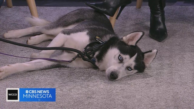 Those blue eyes are asking for a home: meet Raleigh, a husky found as a stray near New Ulm