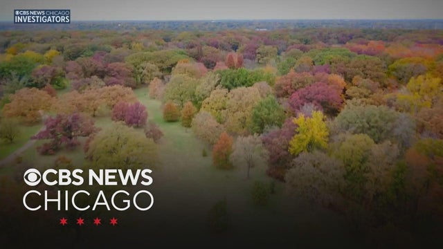 Morton Arboretum tracks the impact climate change is having on fall leaves changing color