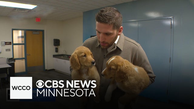 36 dogs rescued from an unlicensed breeder in Cass County are getting care at Animal Humane Society