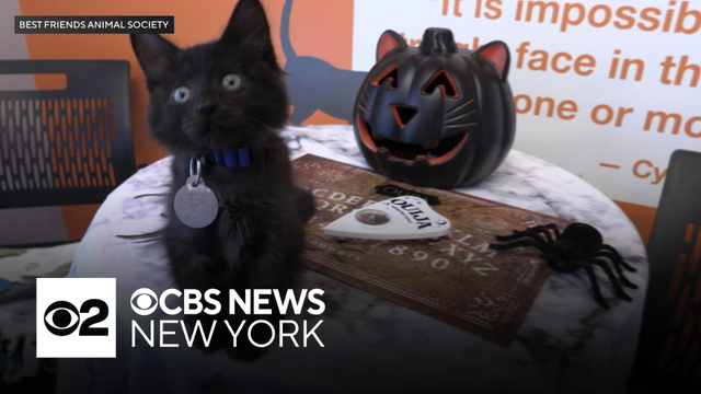 Halloween Pet Safety