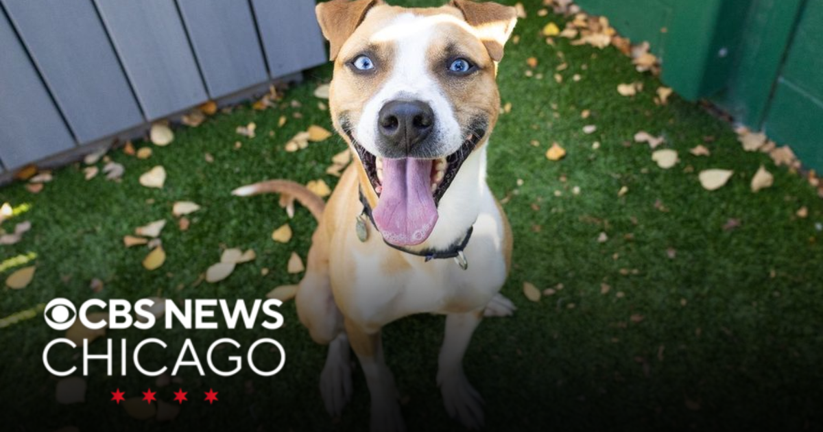 Meet Beasley, PAWS Chicago's Pet of the Week