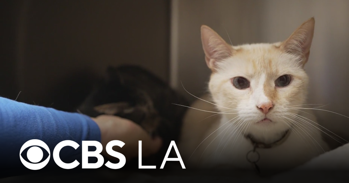Veterinarians urge vaccination for household pets as LA County rabies on the ris...