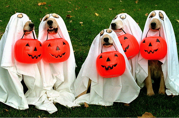 Keep Your Pet Safe This Halloween - CBS New York