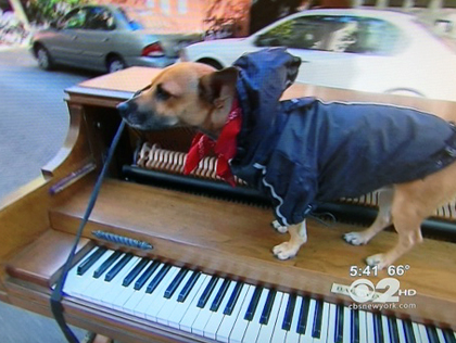 brando the traveling piano dog Once Struggling Actor Now Making A Living By Taking His Piano And Dog On The Road 