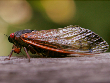 A cicada sits on a fence (file/credit: Scott Olson/Getty Images)