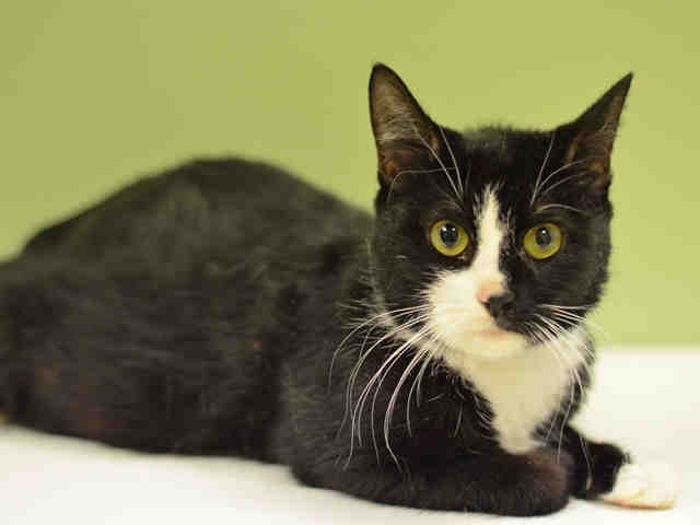 Tedeschi the cat ID#: A1026595 . Available at AC&C's Manhattan Care Center (Photo Credit: Animal Care & Control of NYC)