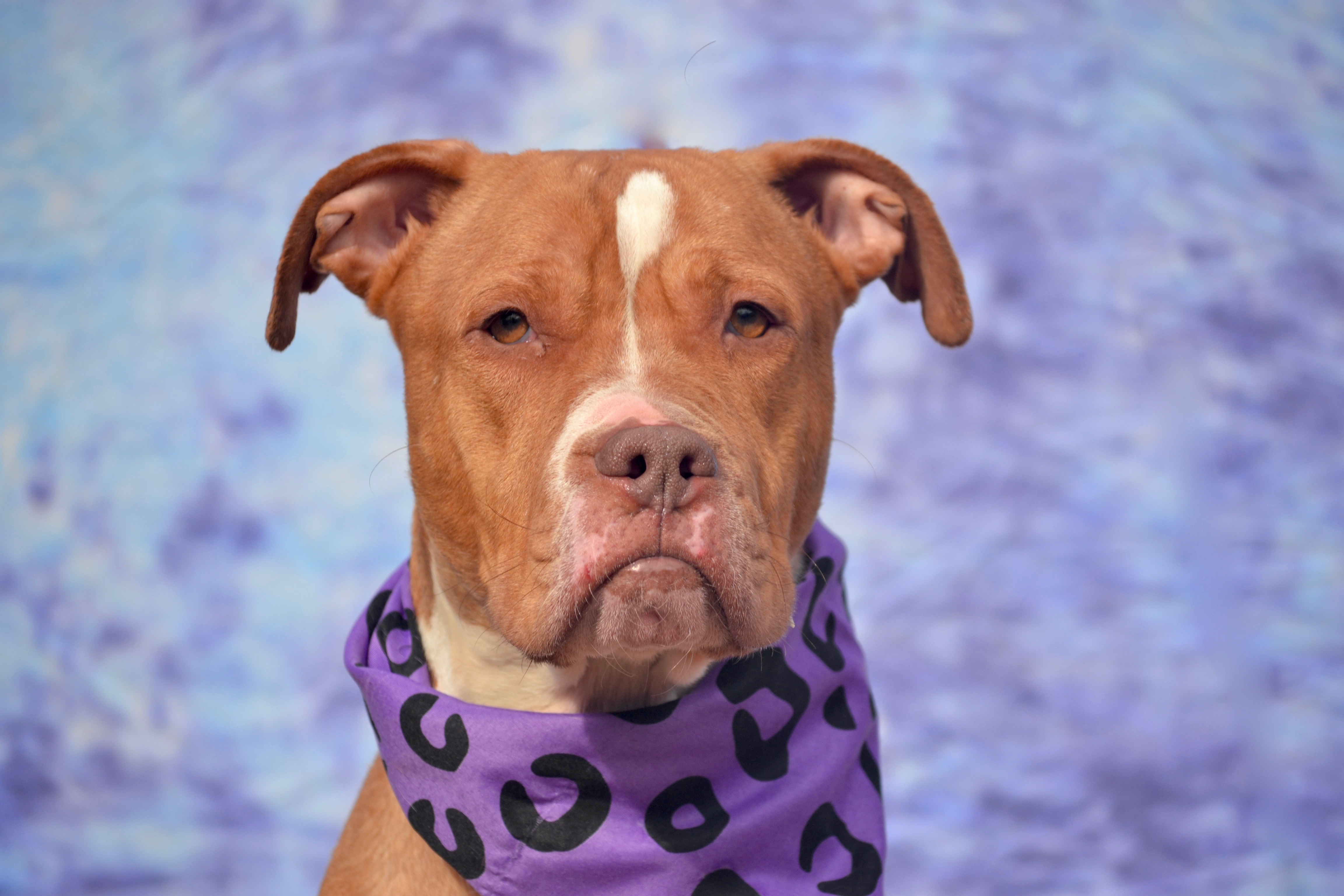 Tye (A1064493) available for adoption at ACC's Staten Island Care Center, 3139 Veterans Road West. (Photo Credit: Animal Care Centers of NYC) 