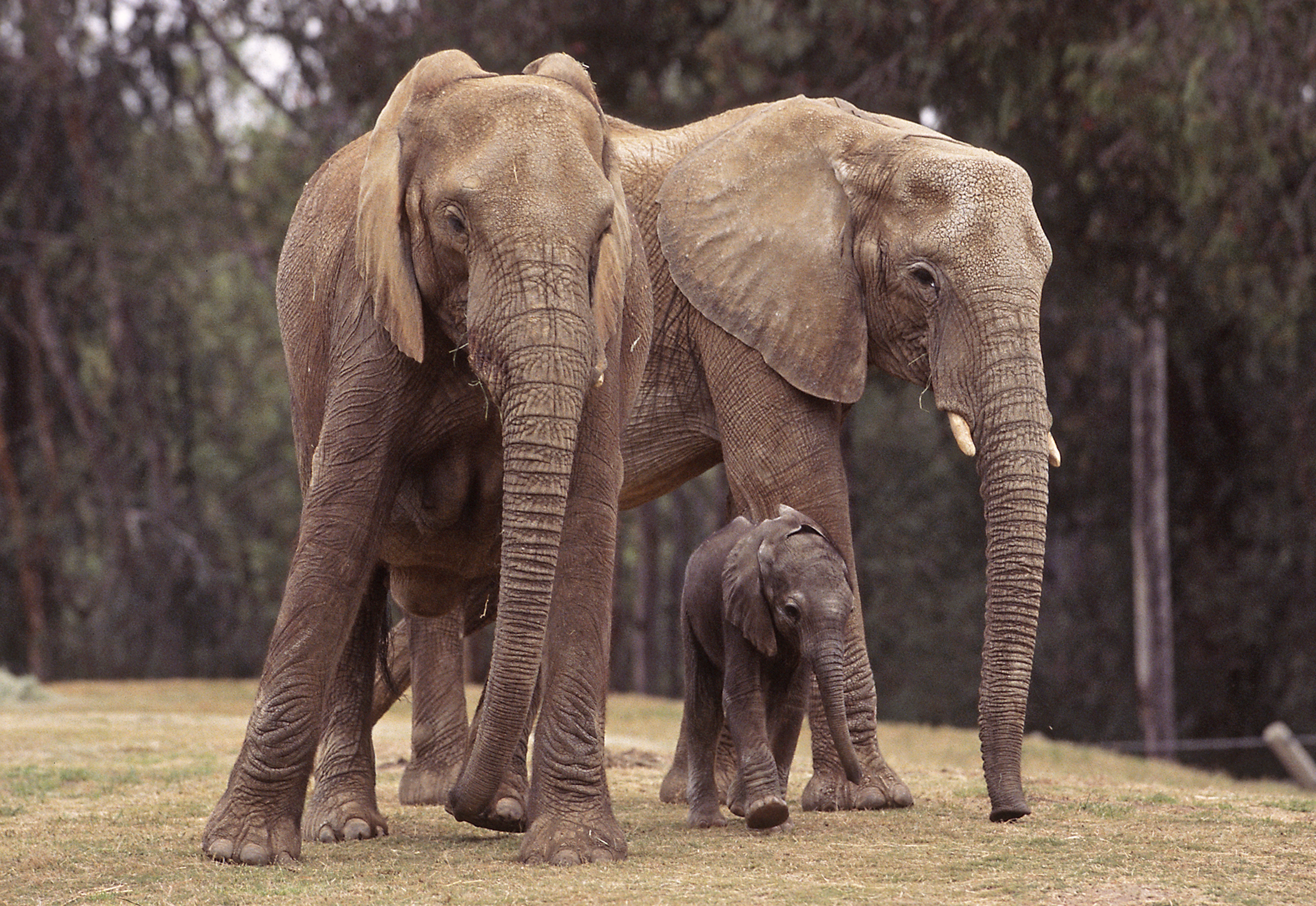 5 слоник. Слоны. Красивые слоны. Слон и Слоненок. Слоны фото.