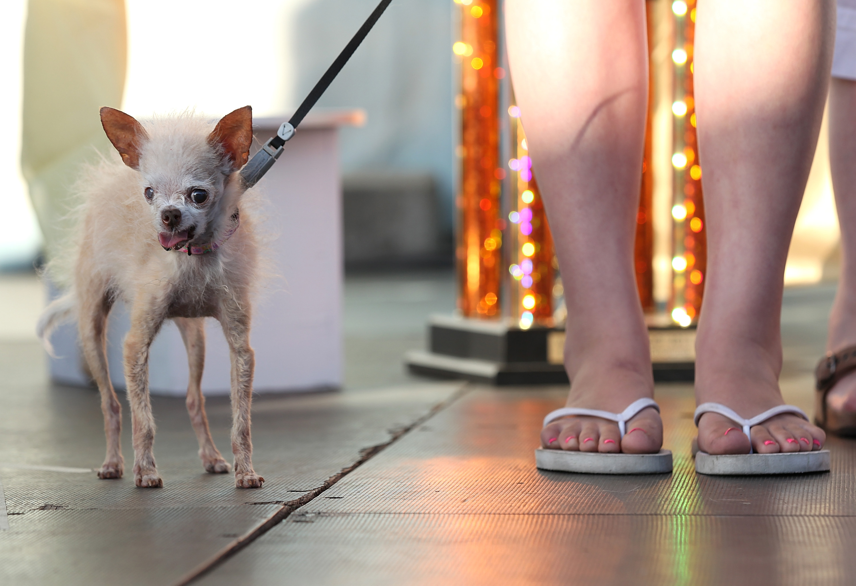 Сонник ноги собак. Лапа чихуахуа. Собачка на тоненьких ножках. Маленькие собаки с длинными ногами. Собачка на тонких ножках.