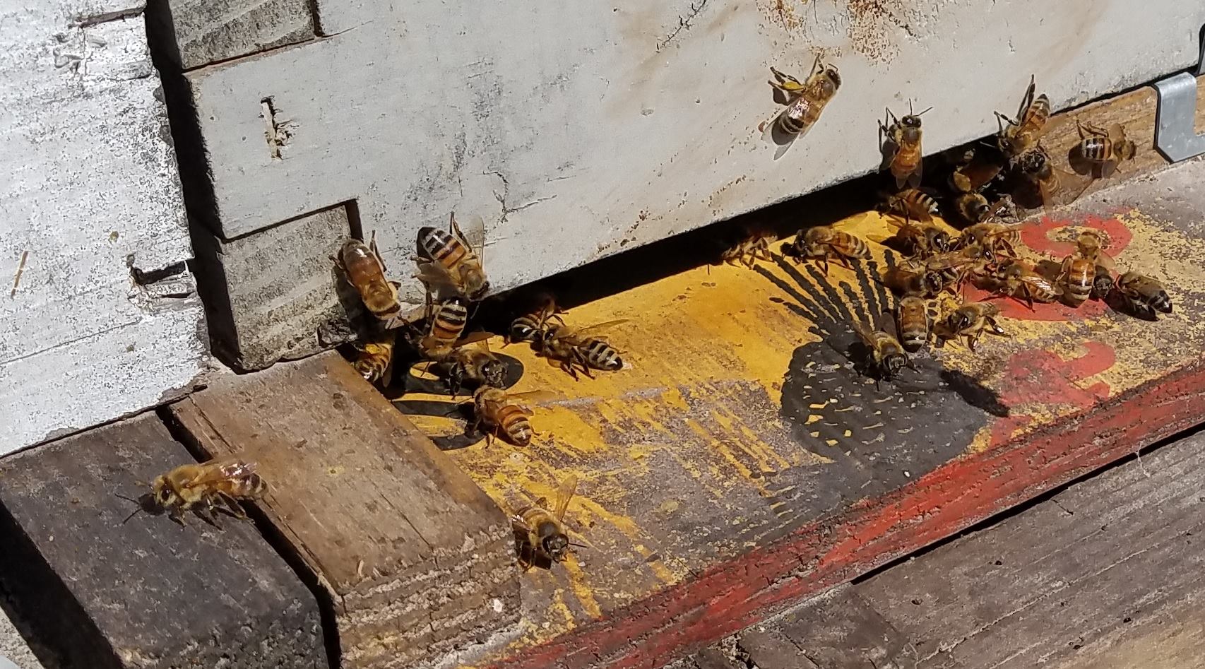 Пчелы атаковали