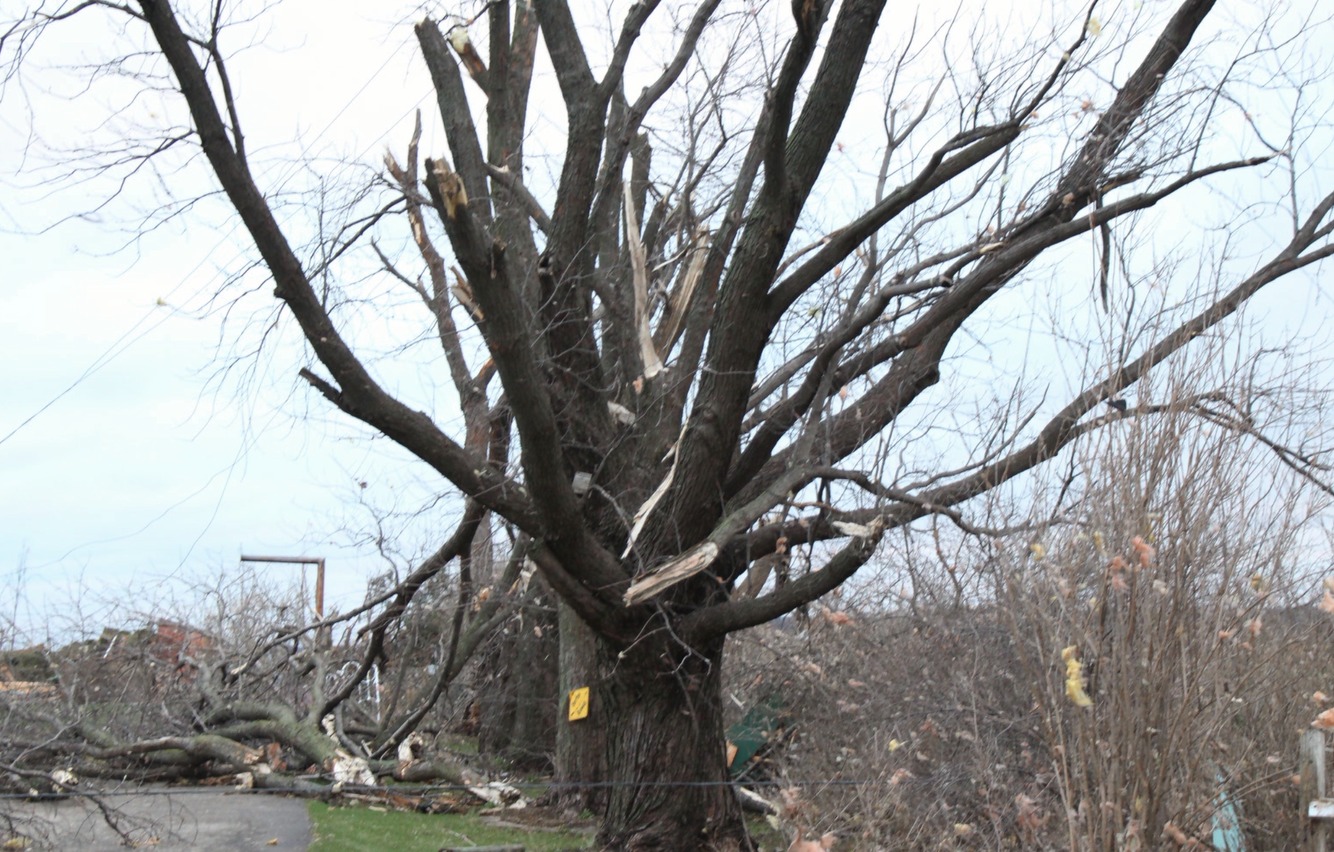 Fairdale Tree Damage_Ed Curran