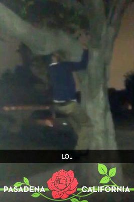 Jim Harbaugh climbs tree