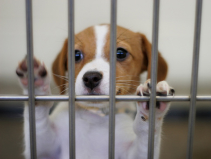Best Places To Adopt Puppies In Philadelphia - CBS Philadelphia