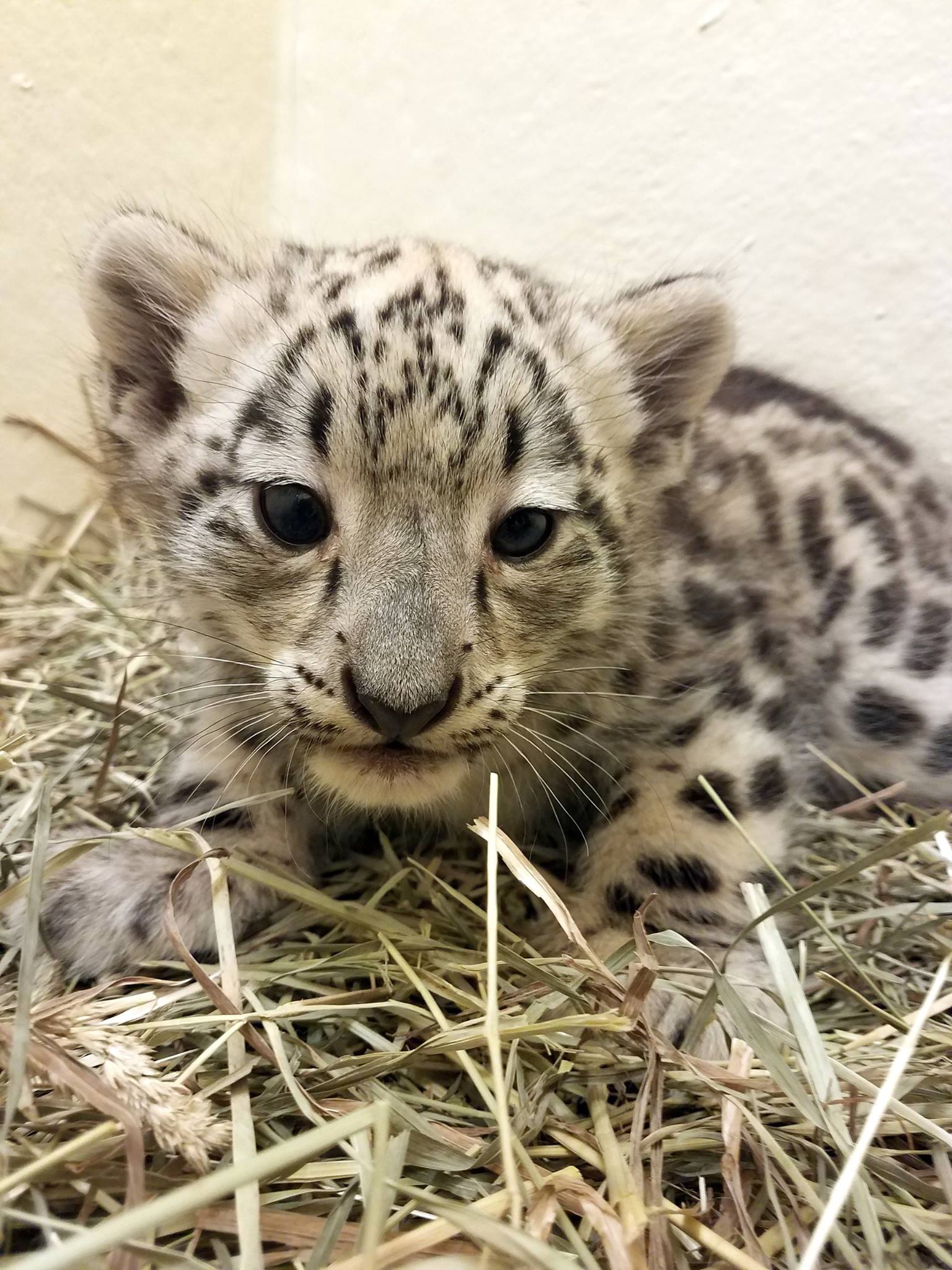 Cape May County Zoo Announces Birth Of Snow Leopard Cubs - CBS Philadelphia