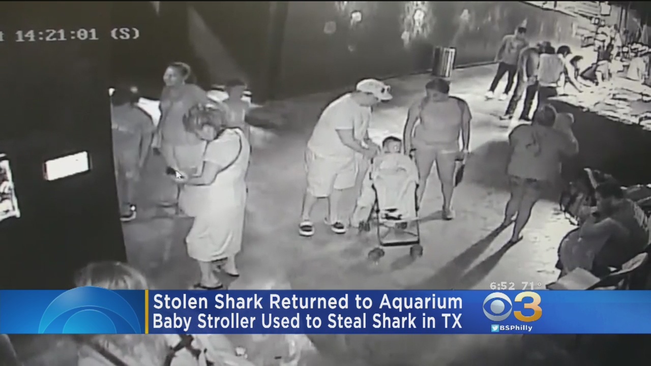 San Antonio Aquarium Recovers Shark Stolen In Baby Stroller