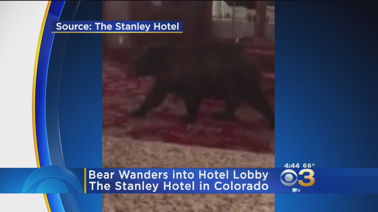 Wild Bear Checks Out Colorado Hotel