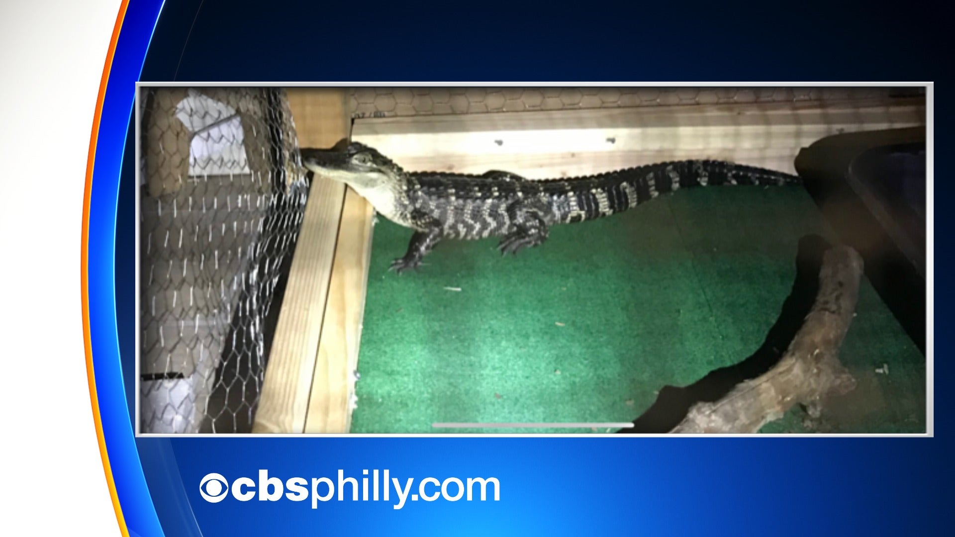 Alligator Found Among Numerous Amounts Of Drugs In Alleged Dealers' Chester County Home 