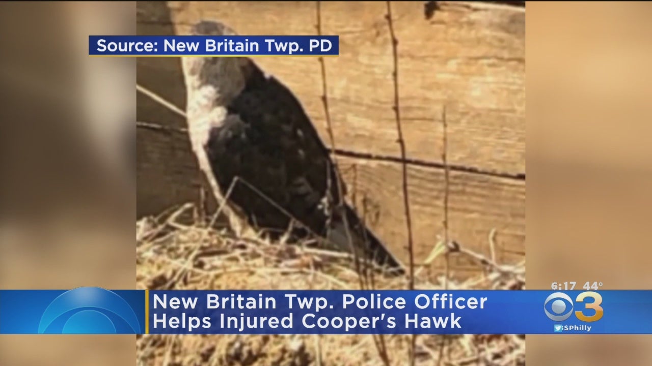 New Britain Township Police Officer Comes To The Aid Of Injured Hawk 