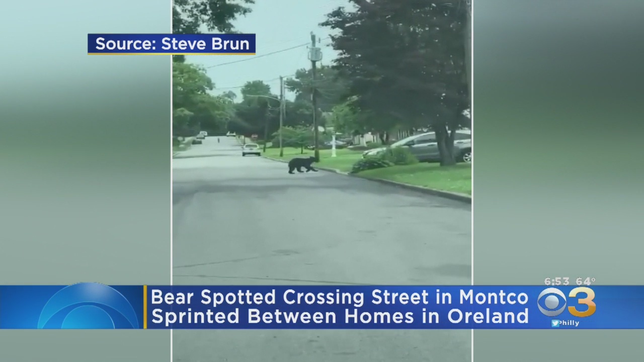 VIDEO: Black Bear Spotted Crossing Street In Montgomery County