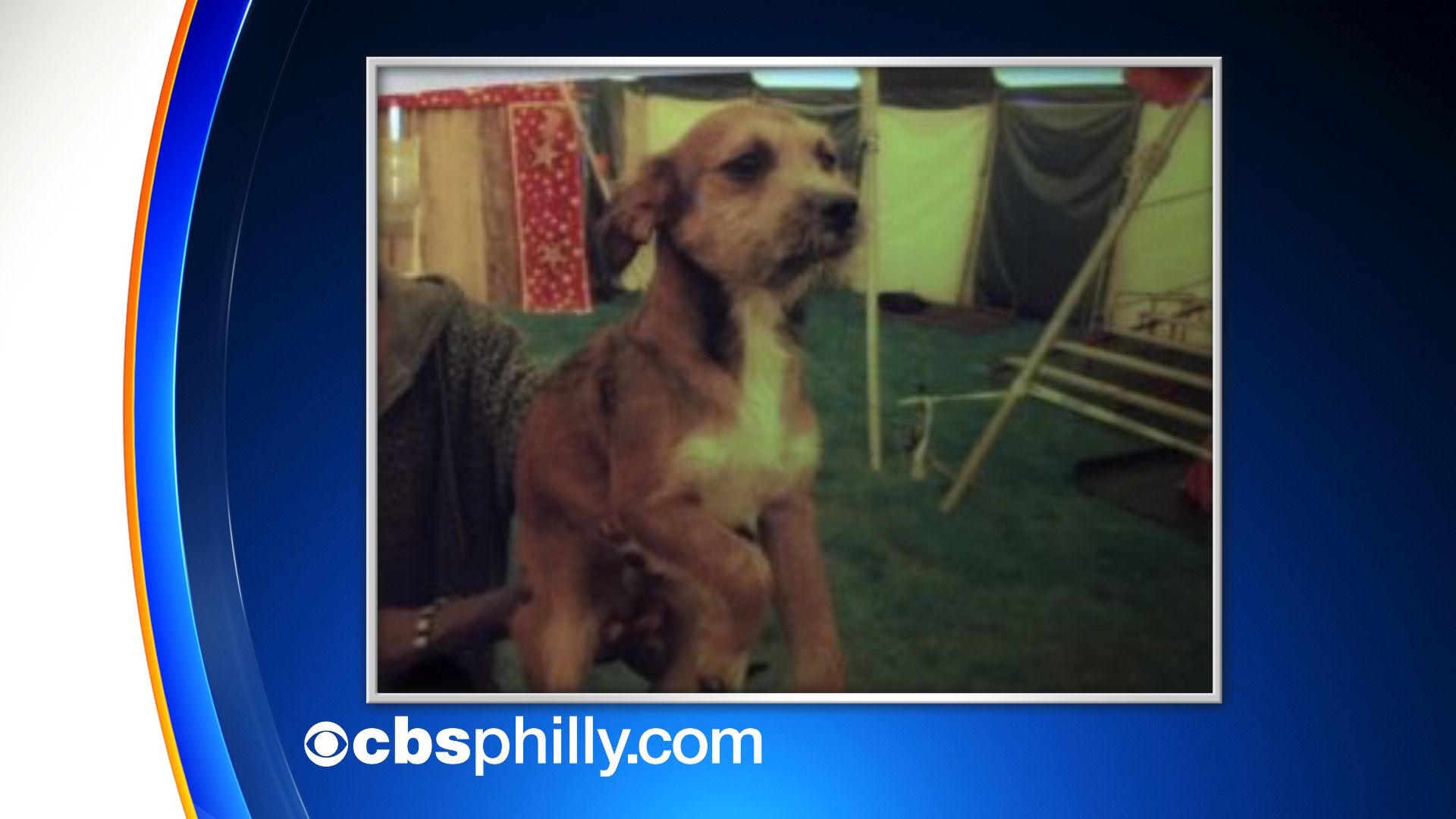 Circus Show Dog Stolen In Smyrna, Delaware On 4th Of July 