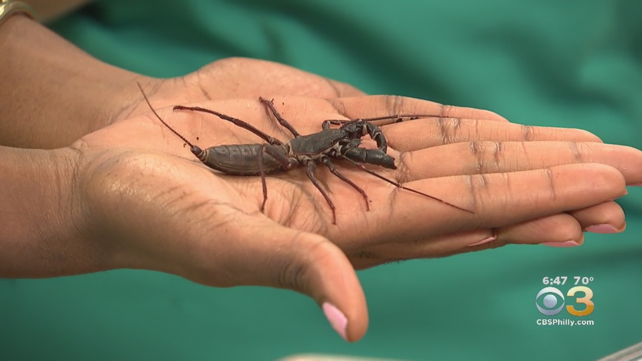 Bug Fest Returns To The Academy Of Natural Sciences