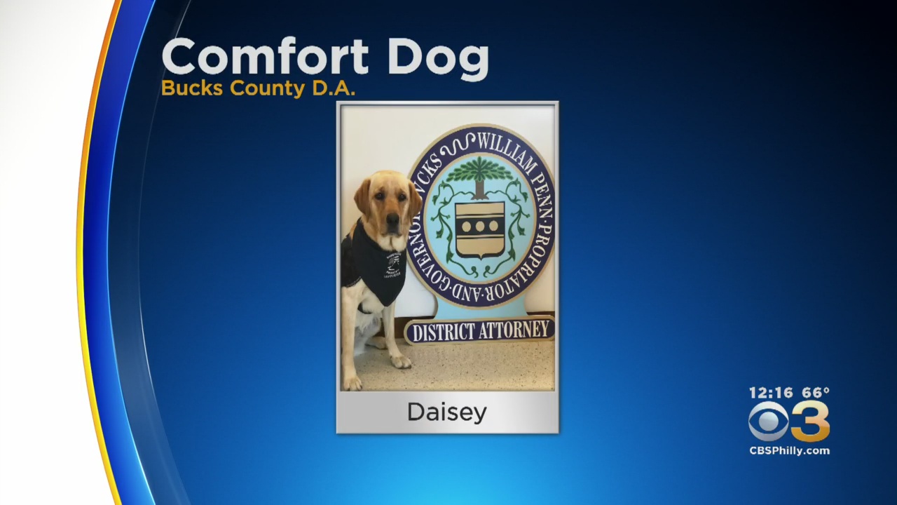 Bucks County District Attorney's Office Adds Courthouse Comfort Dog